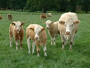 simmental beef cattle