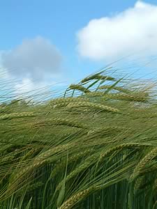 spring barley
