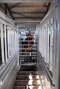 cattle handling system