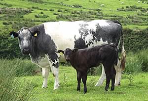 suckler cow and calf
