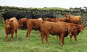 cows with embryo Stabiliser calves