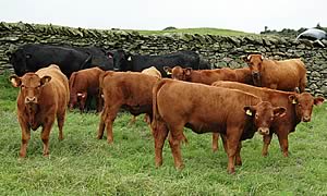 beef cattle