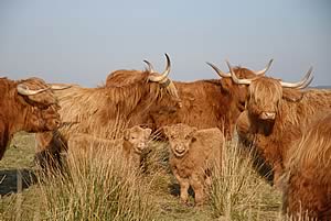 highland cattle