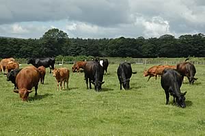 Stabiliser cattle
