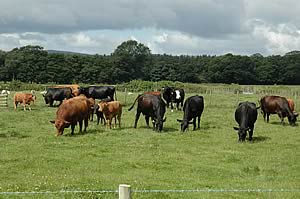 Stabiliser beef cattle