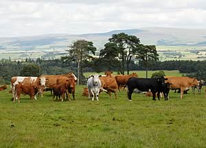 Cows with their Stabiliser calves