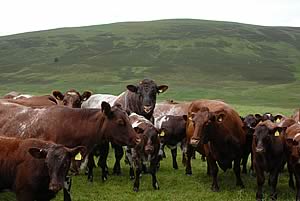 shorthorn cattle