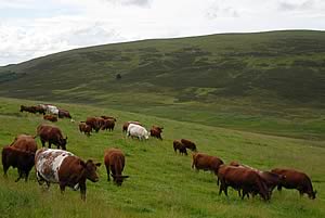 cattle scotland