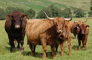 Glenisla Vagabond with the Highland cows and crossbred calves