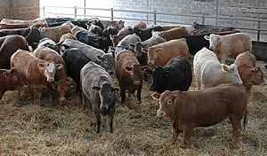 blonde cross cattle