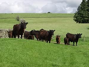 galloway cattle