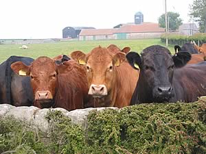farm cattle