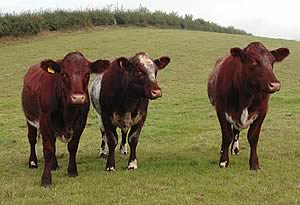 beef shorthorn cattle