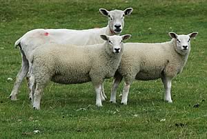“We lamb all our sheep outside by choice and we have no problems with the Beltex sired lambs.
