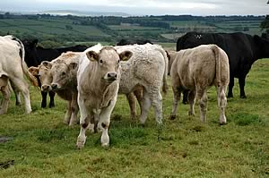 cattle