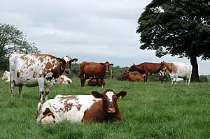 Dairy Shorthorn Cows