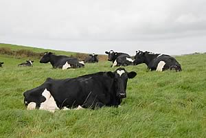 dairy pasture
