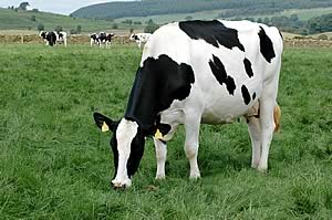 dairy cattle