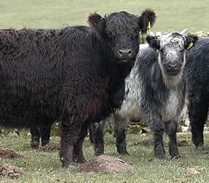 Galloway cow and Blue-Grey calf 