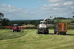 Silage collection