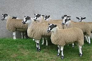 mule lambs