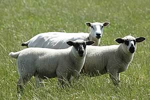 Lleyn ewe with Oxford cross lambs