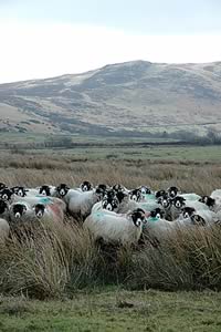 hill sheep