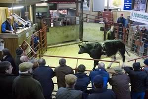 Longtown cattle ring