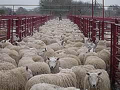 longtown prime sheep