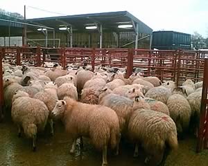 longtown prime sheep