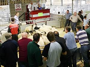 skipton sheep ring