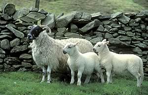 blackface ewe and lambs