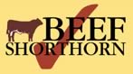 beef shorthorn