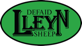 Lleyn Sheep