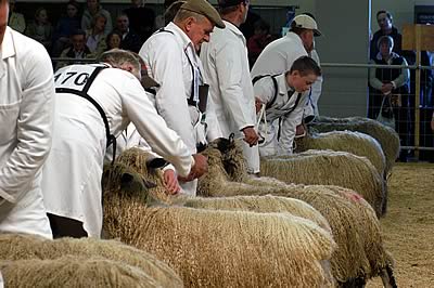 Sheep judging