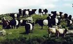 Belted galloways for sale