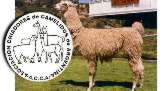 criadores de camelidos