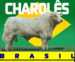 brasilian charolais