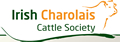 irish charolais cattle
