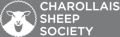 charolais sheep