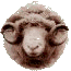 uk dorset sheep