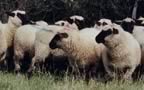 Race Ovine Dorset