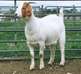 kinneret boer goat stud