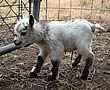 Too Mini Goats Farm