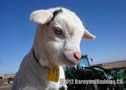 Barnyard Buddies