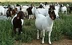 Baty's Boer Goat Country