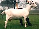 british goat society