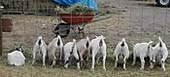 Chicory Springs Farm Dairy Goats