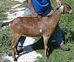 Crystal Griffen Farm