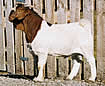 Essandea Farm